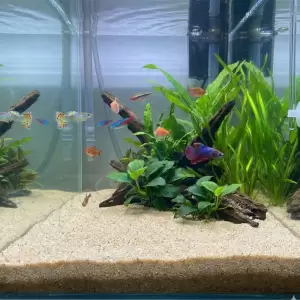 Akvaryum Silis Kumu 30 Kg resim 2