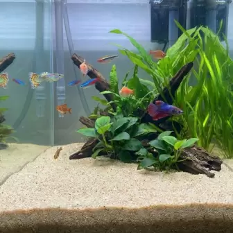 Silis Kumu 00 mm İnce Özel 1 Kg resim 2