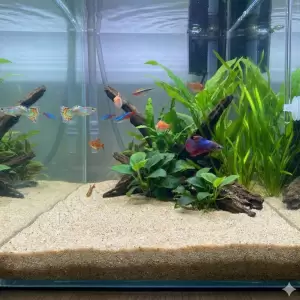 Akvaryum Silis Kumu 150 Kg resim 1